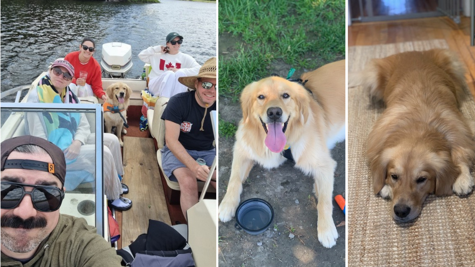 Dog Watson adopted from Toronto Humane Society