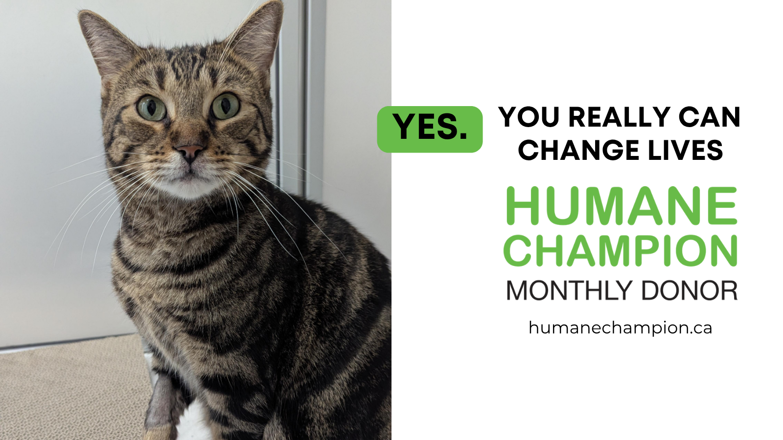 Cat Scarborough our Humane Champion Story