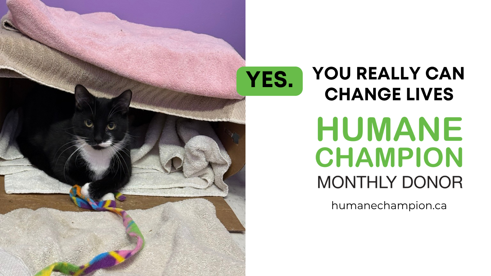 Cat Fefe our Humane Champion Story