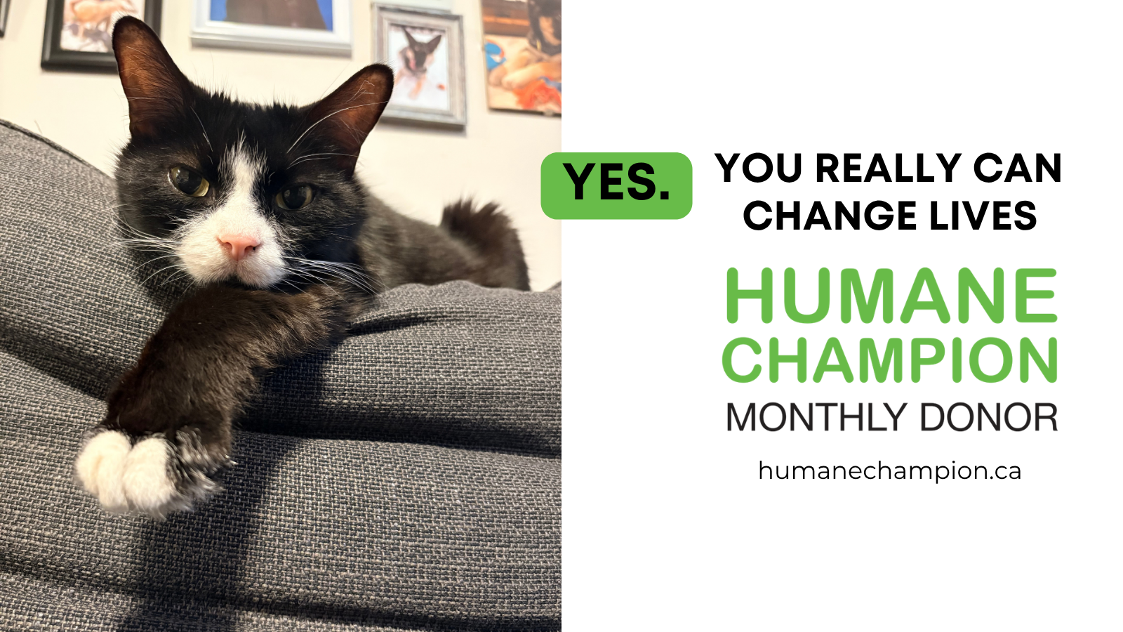 Cat Bugsi our Humane Champion Story