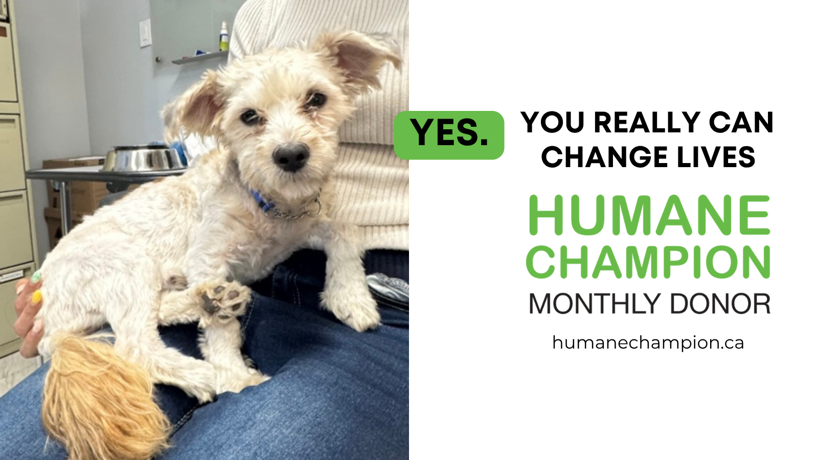 Cat Fefe our Humane Champion Story