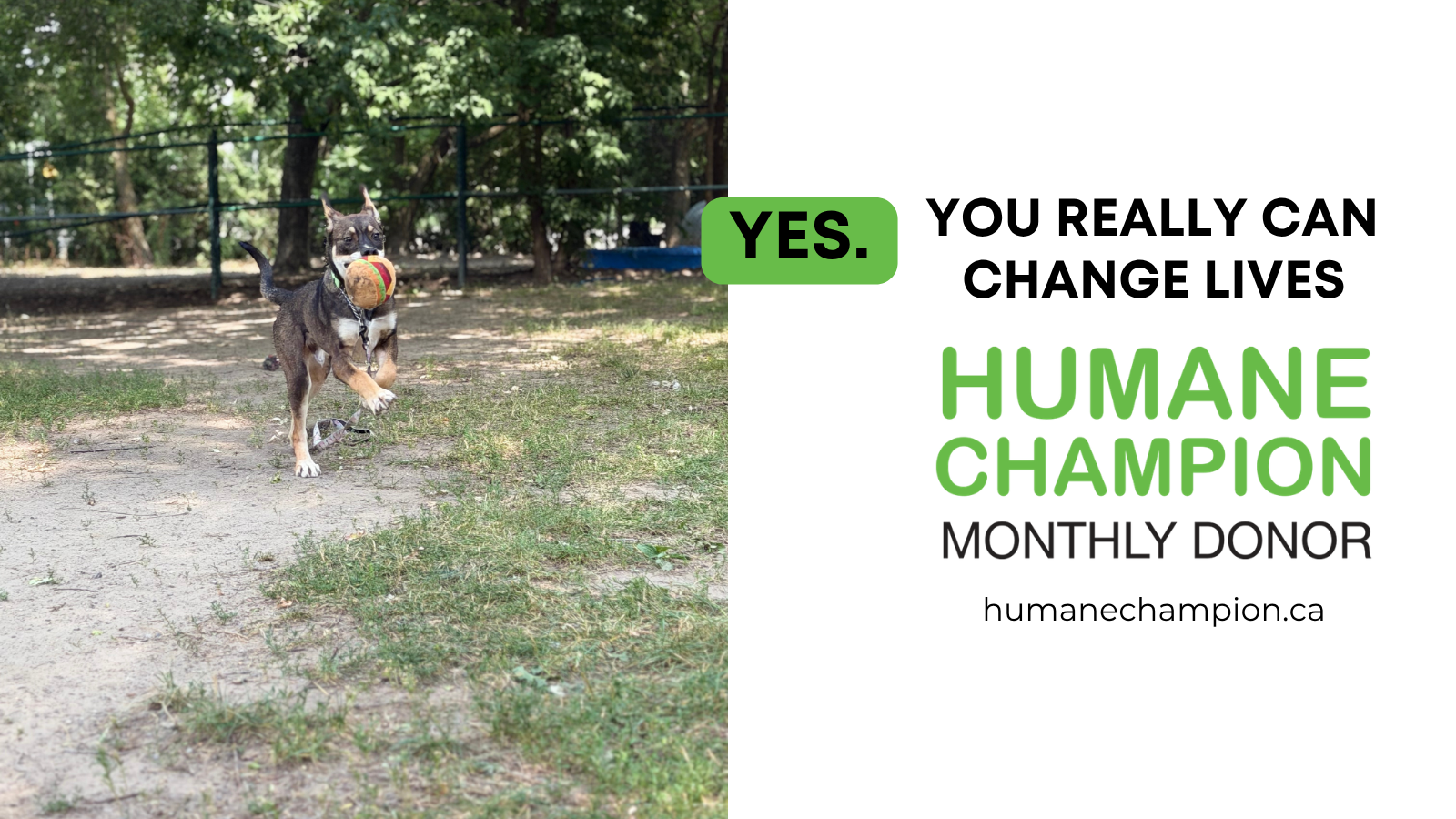 Humane Champion Story