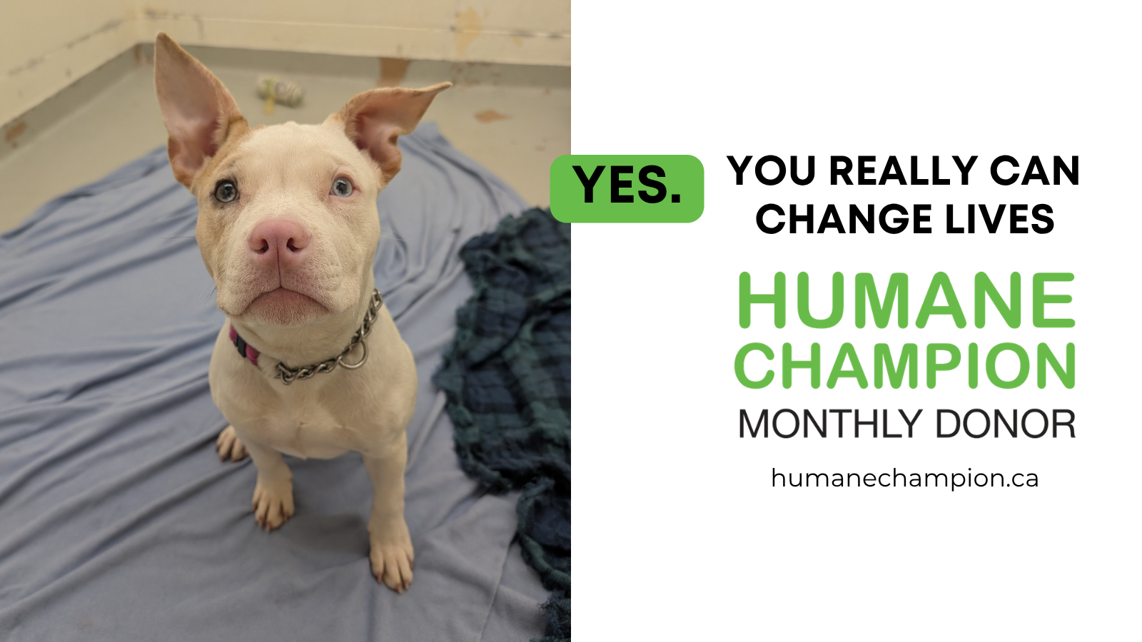 Dog Cloud our Humane Champion Story