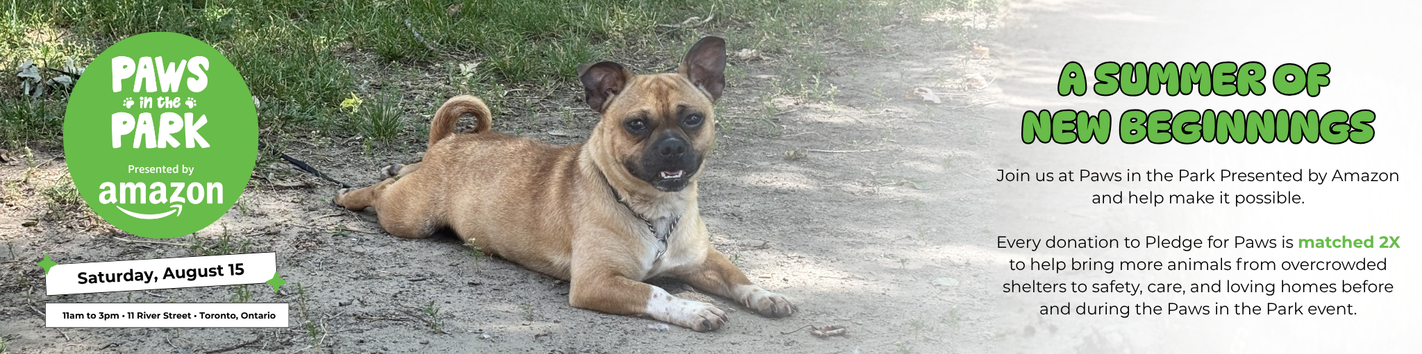 Paws in the Park - August 15