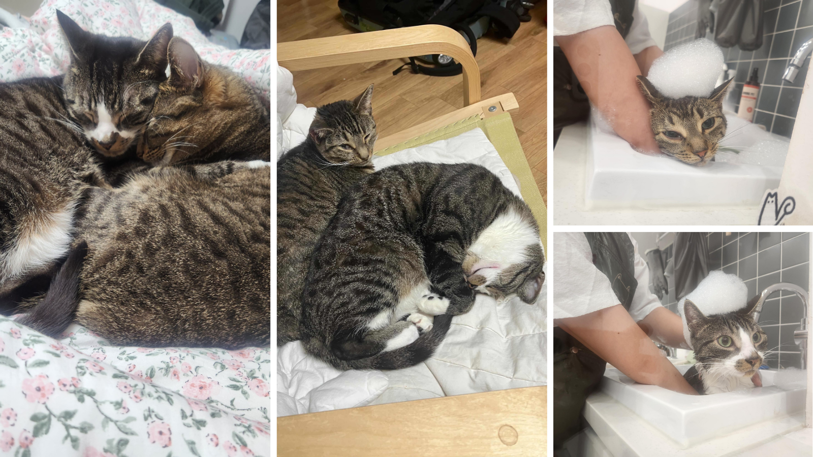 Cats adopted from Toronto Humane Society