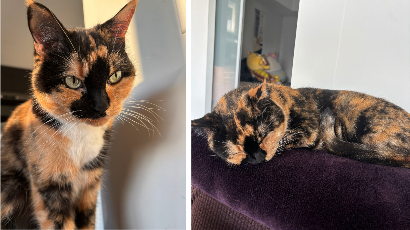 Misa, cat adopted from Toronto Humane Society