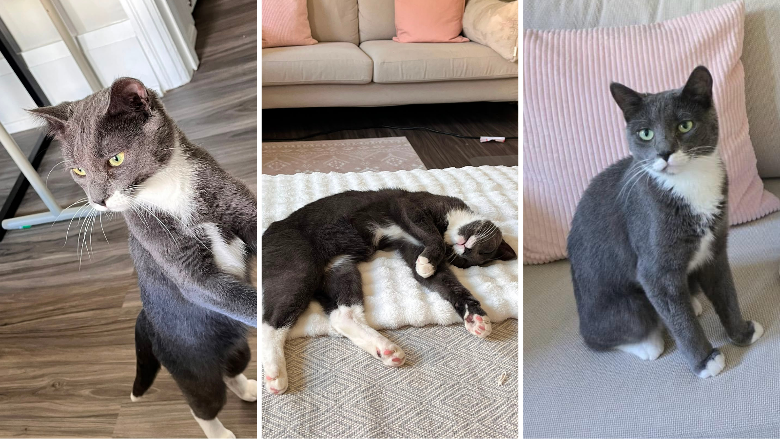 Sephora, cat adopted from Toronto Humane Society