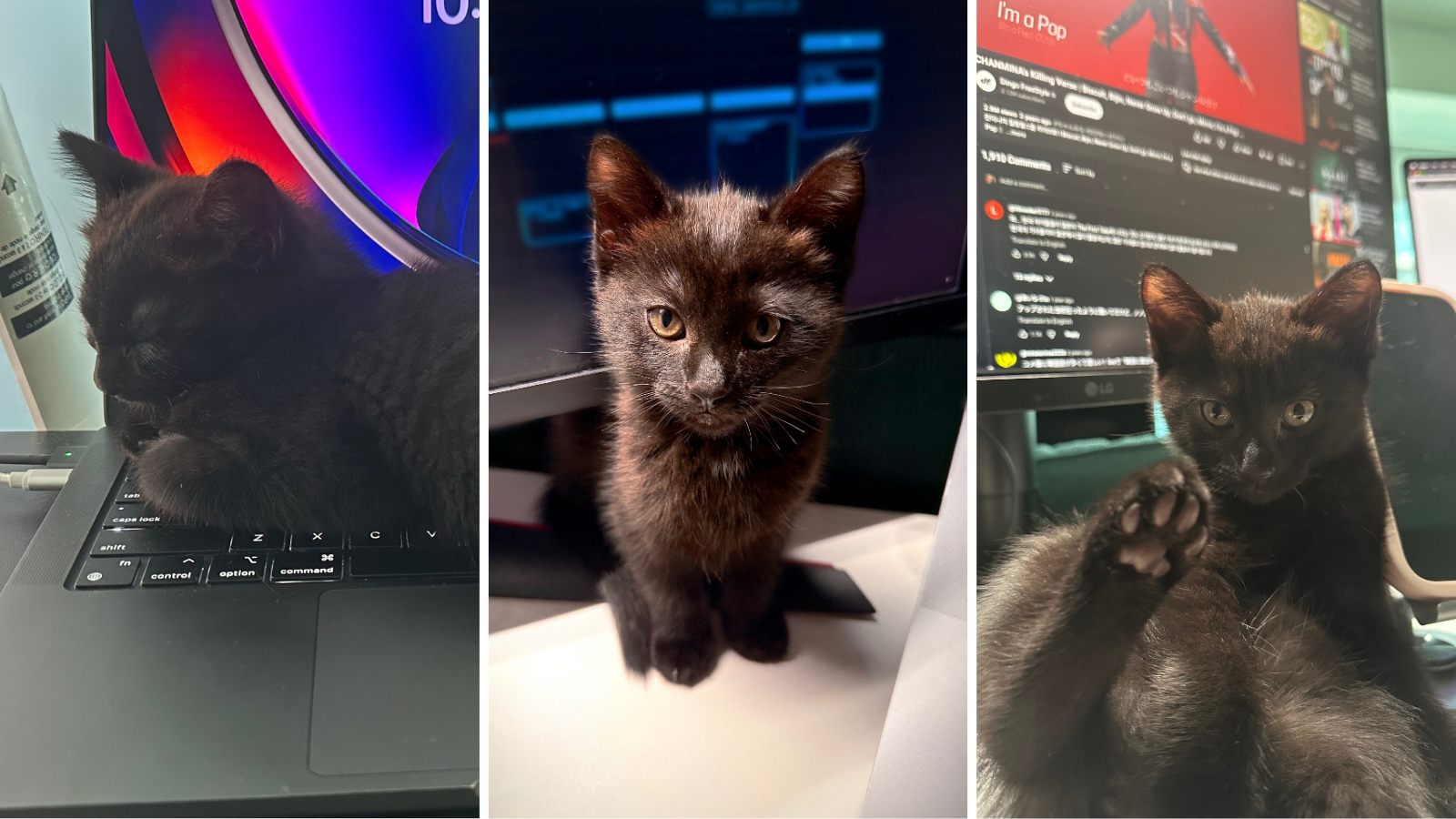 cat adopted from Toronto Humane Society