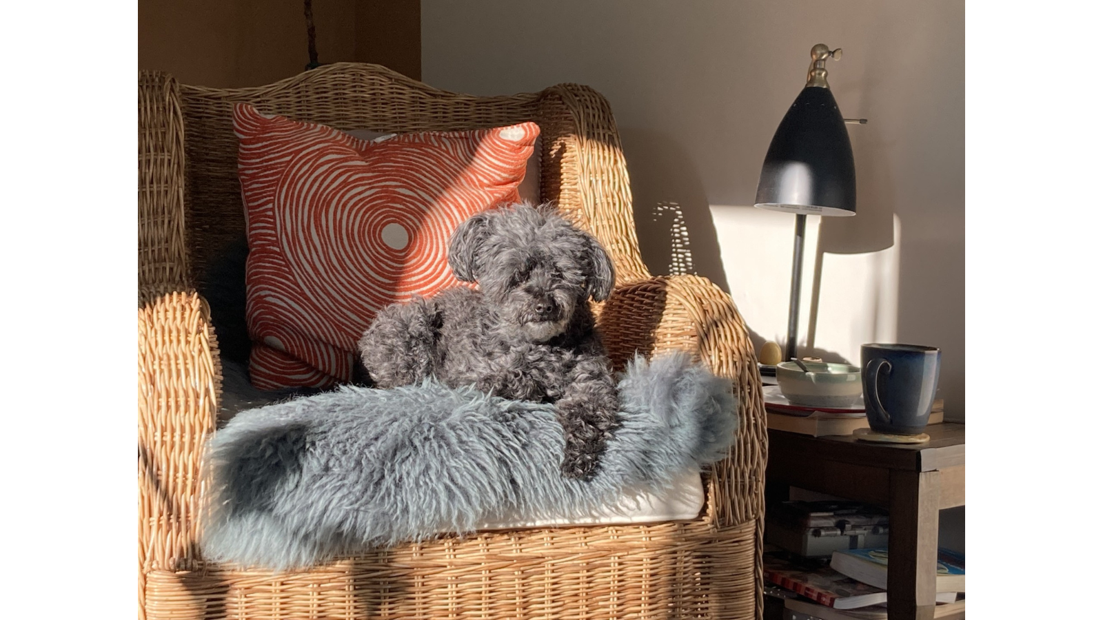Dog adopted from Toronto Humane Society