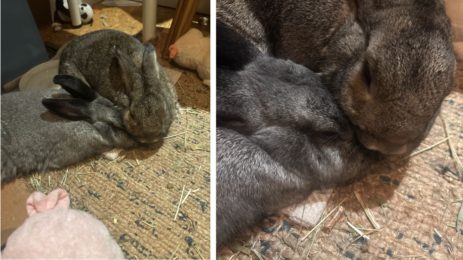 Rabbit adopted from Toronto Humane Society