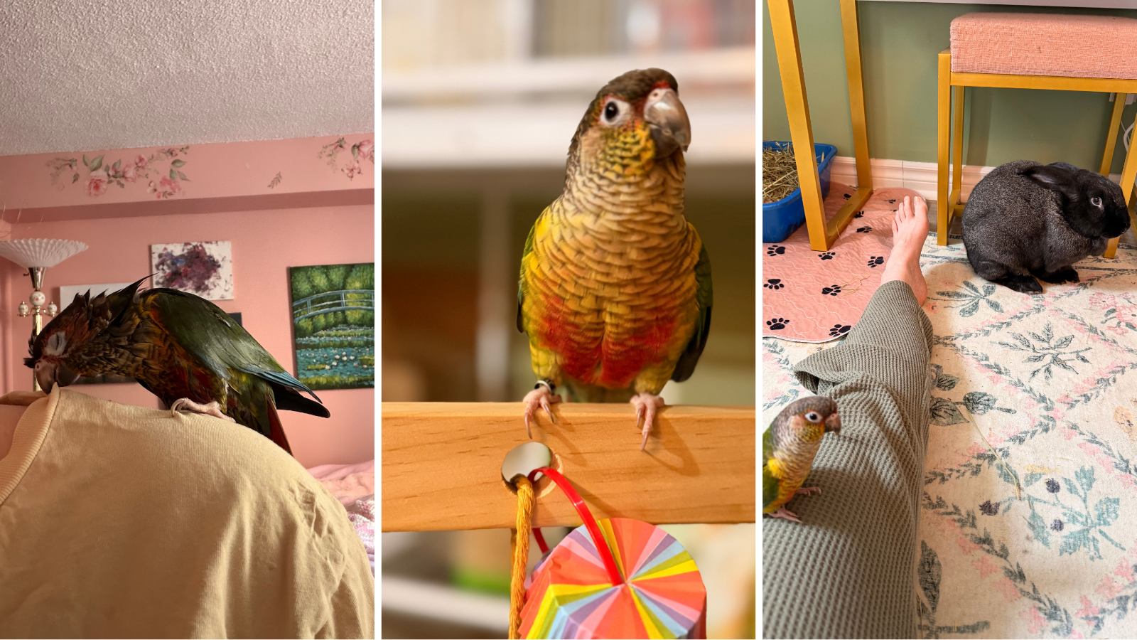 Parrot adopted from Toronto Humane Society