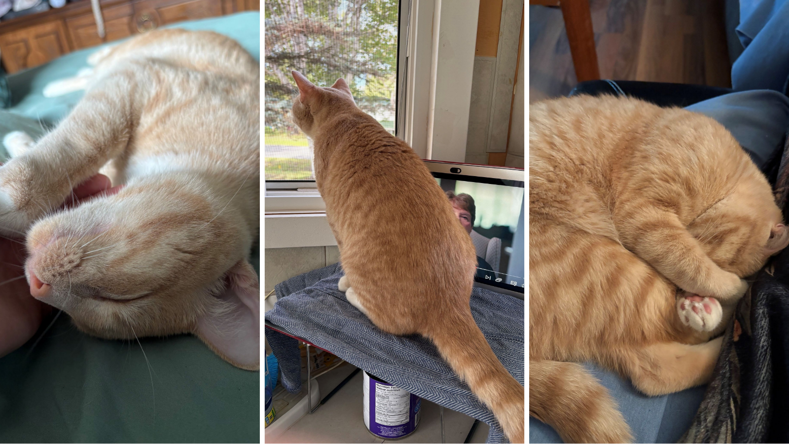 Cat adopted from Toronto Humane Society