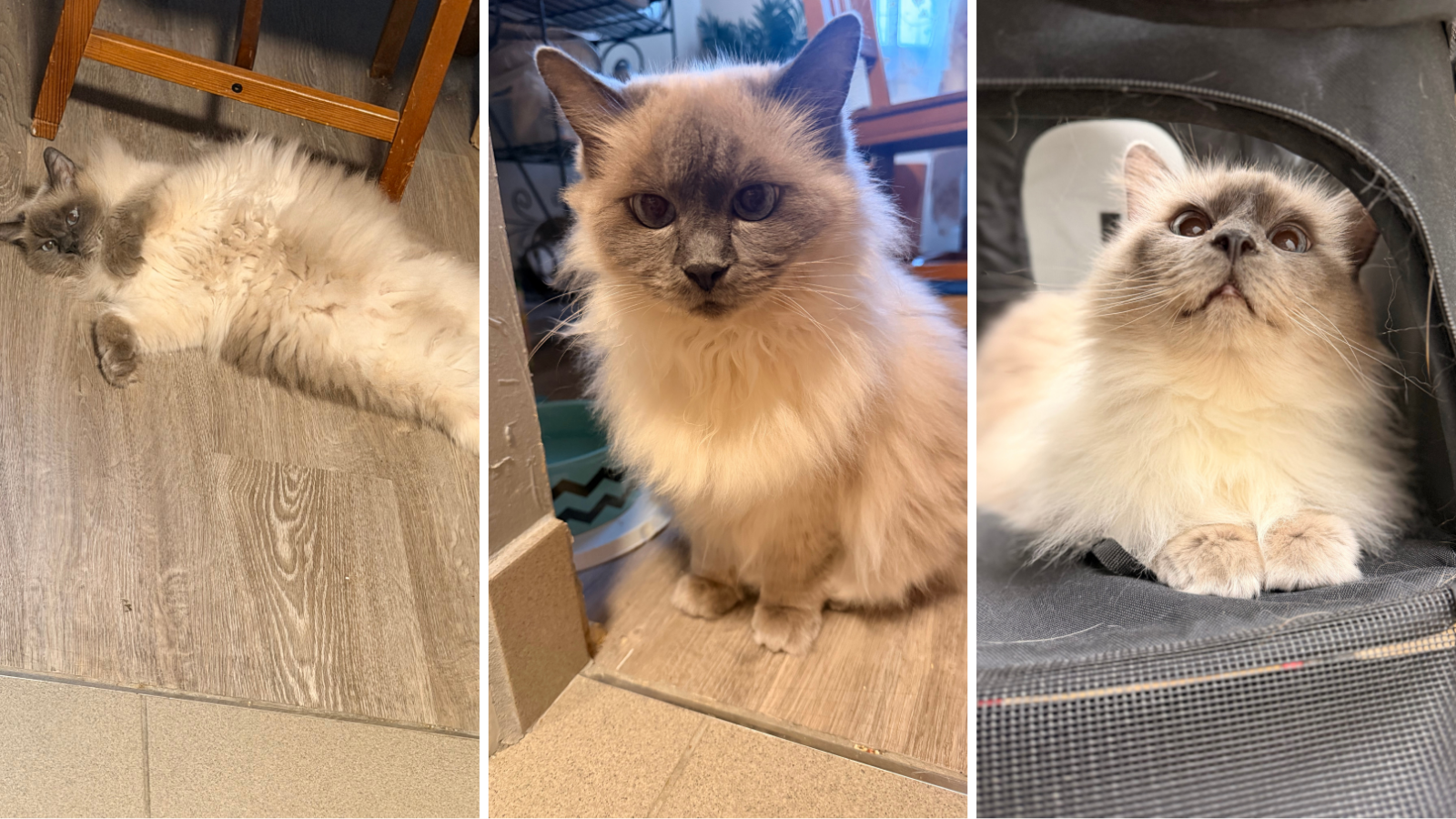 cat adopted from Toronto Humane Society