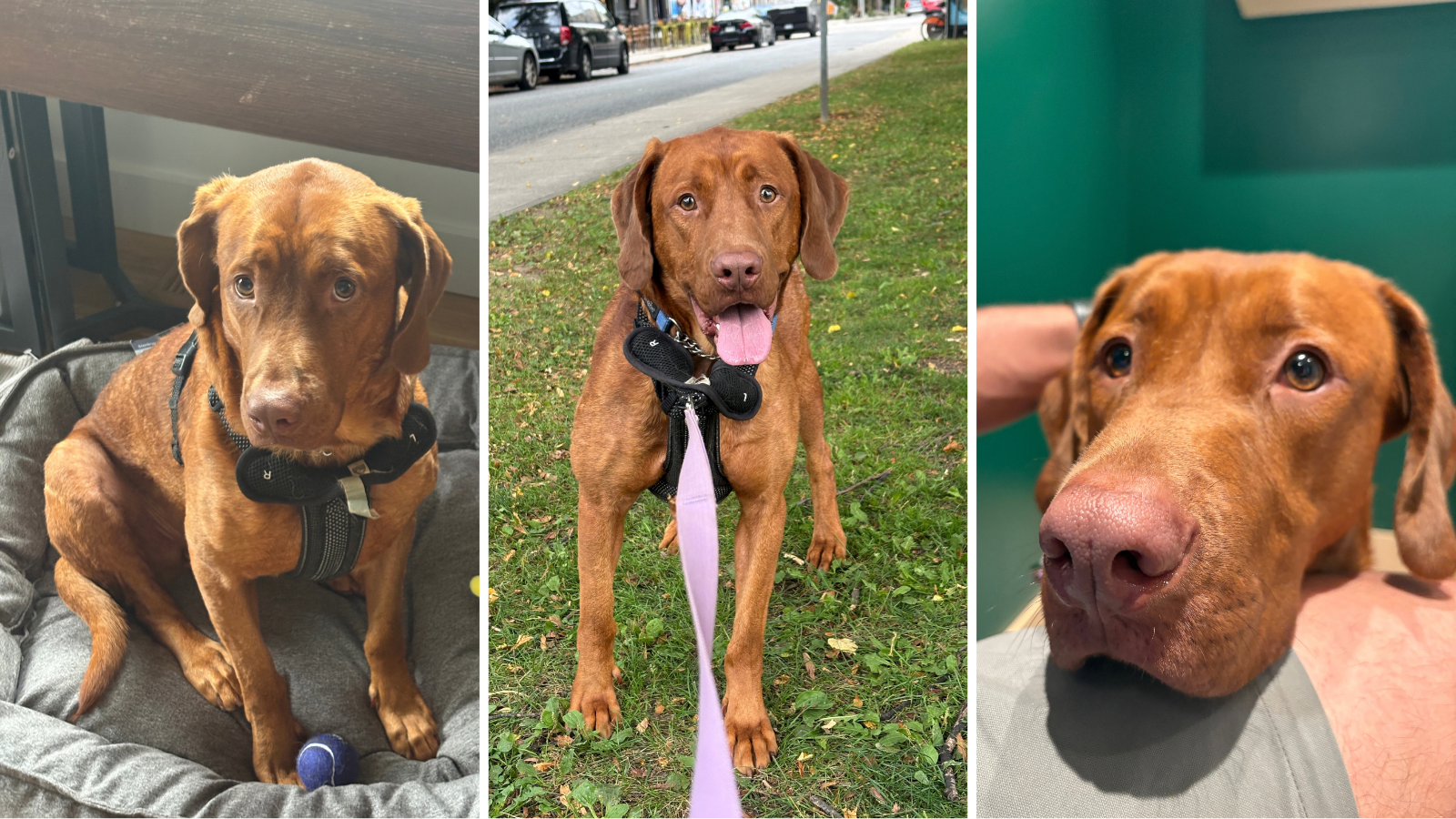 Dog adopted from Toronto Humane Society