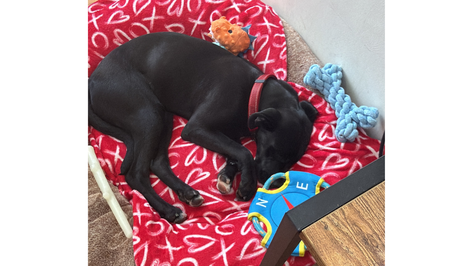 Dog adopted from Toronto Humane Society