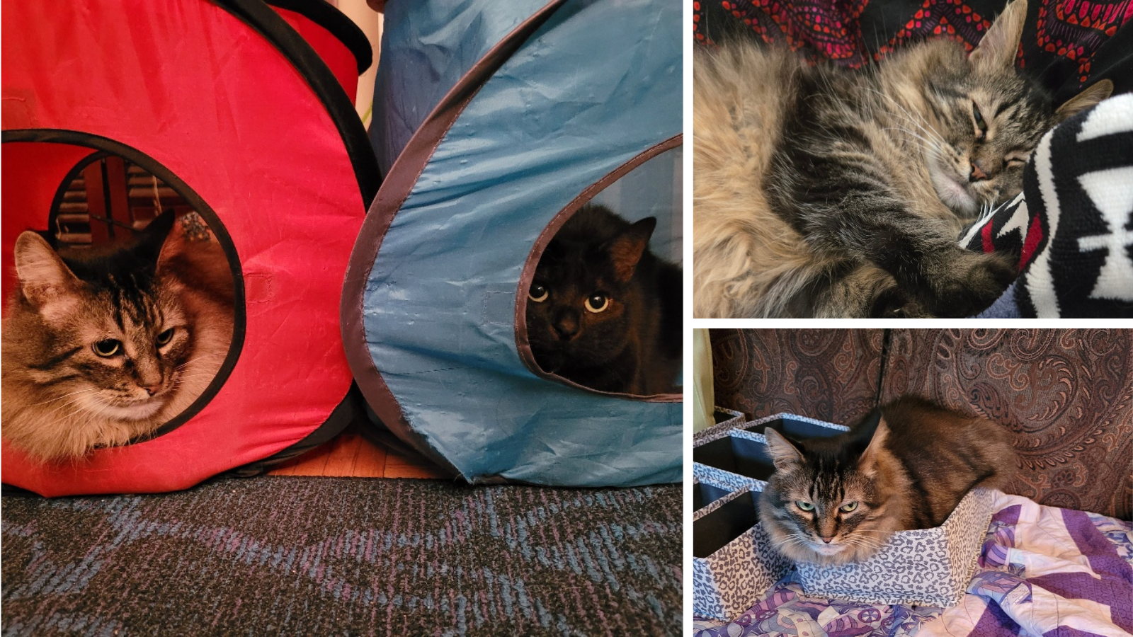 cat adopted from Toronto Humane Society