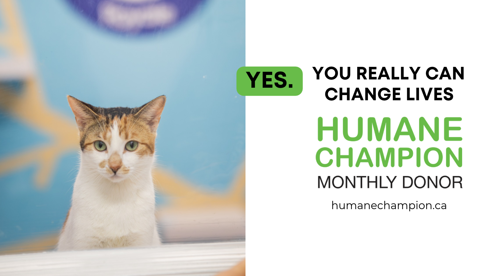 Humane Champion Story
