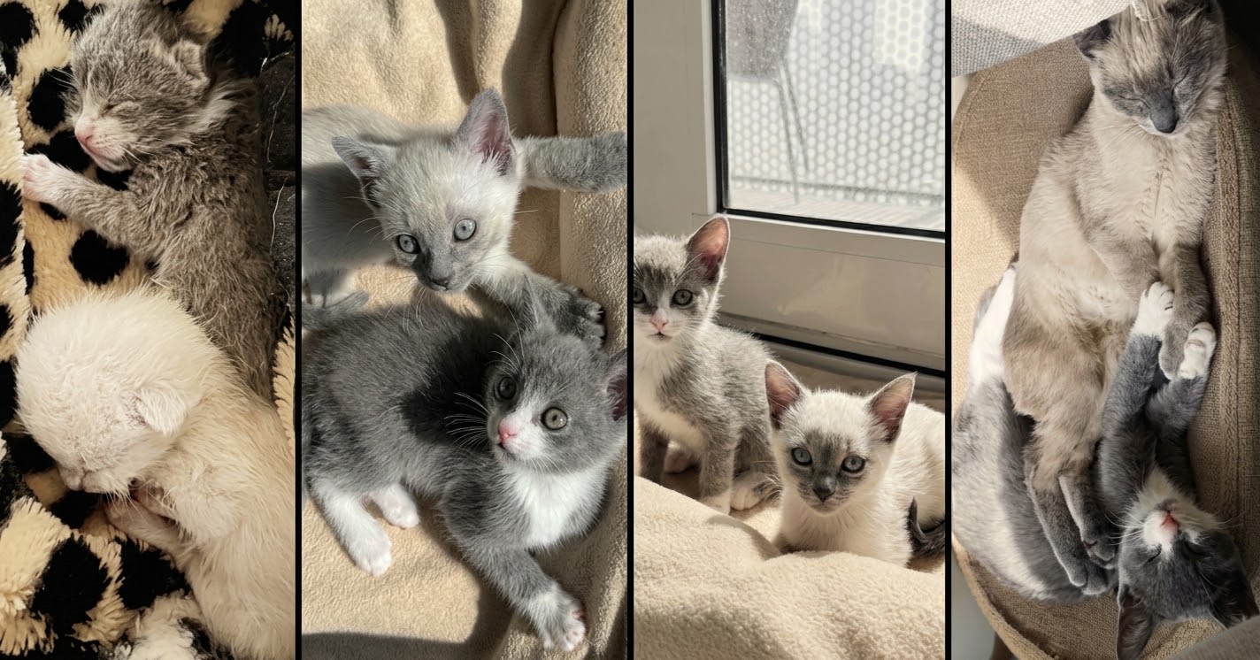 Kittens adopted from Toronto Humane Society
