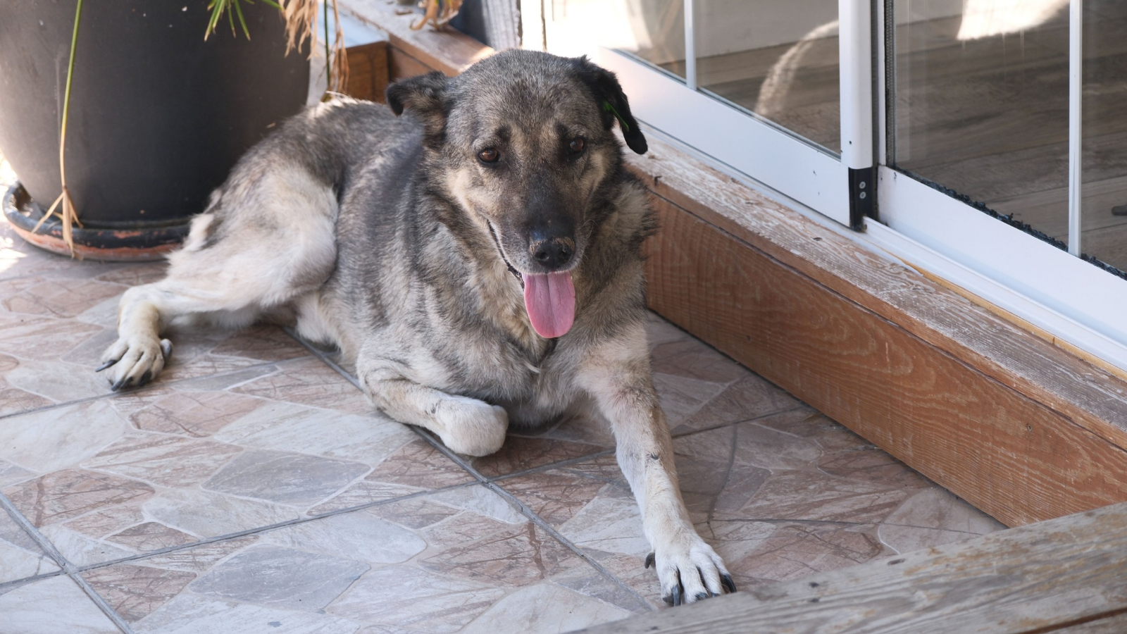 Balcony safety pets