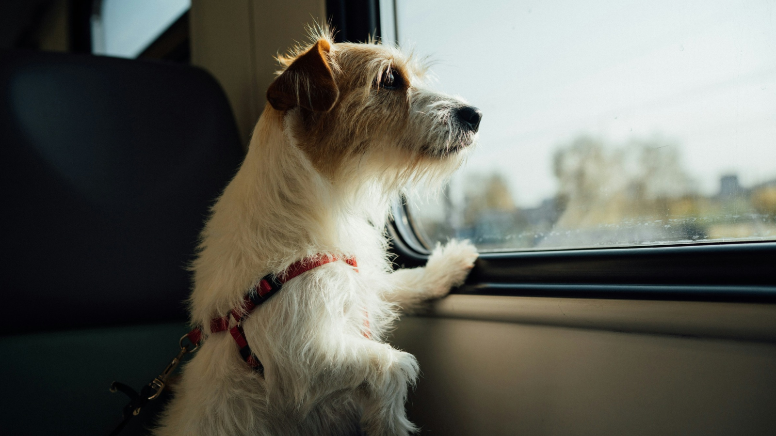What to Consider Before Taking Your Dog on Public Transit