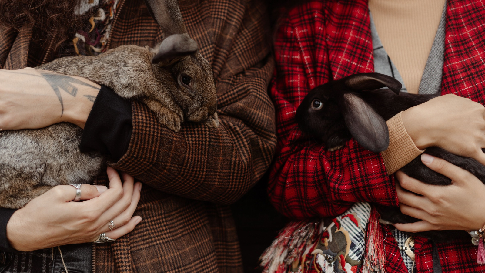 Is Your Rabbit’s Space Working for Them? What to Watch for